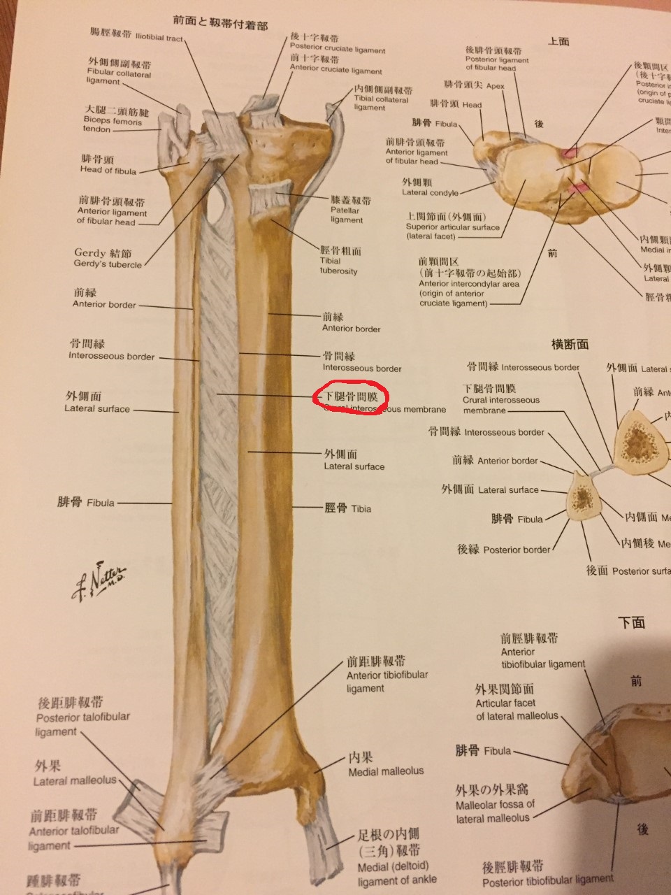 膝の痛みは下腿骨間膜の硬さが原因 奈良市からご来院 そまと 奈良市の自然療法院